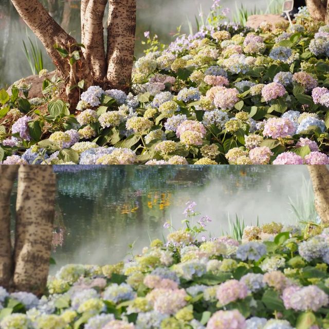 誤入莫奈花園！南京五一最佳旅行地