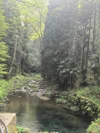 奇峰入畫‧雲海滌心：張家界國家森林公園的仙俠秘境之旅