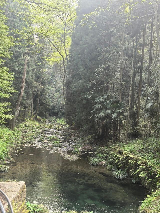 奇峰入畫‧雲海滌心：張家界國家森林公園的仙俠秘境之旅