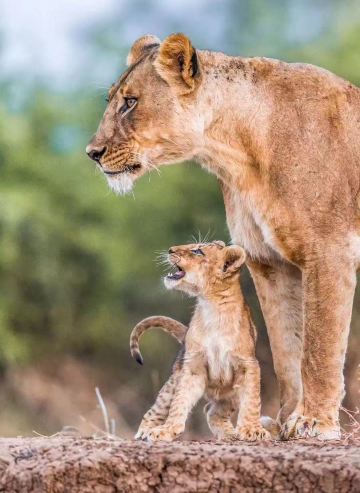Kenya | Một cuộc hẹn hò hoang dã với động vật