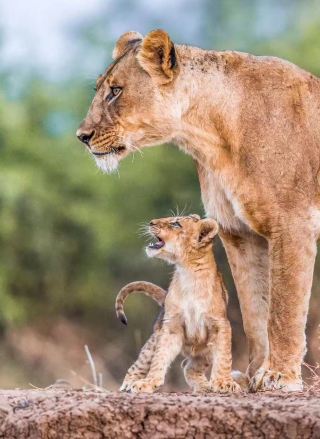 Kenya | A Wild Rendezvous with Animals