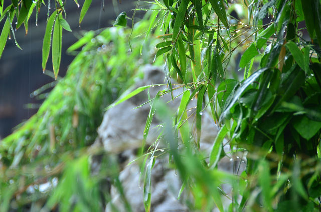 雨霁枕河：杭州枕河居民宿的煙雨水墨圖