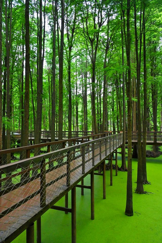 # 杭州青山湖水上森林旅遊攻略 | 森系大片與避坑指南