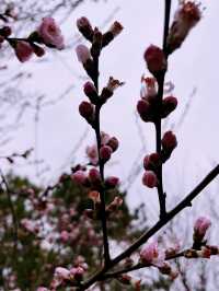 蠡園春日限定|誤入粉色櫻花仙境