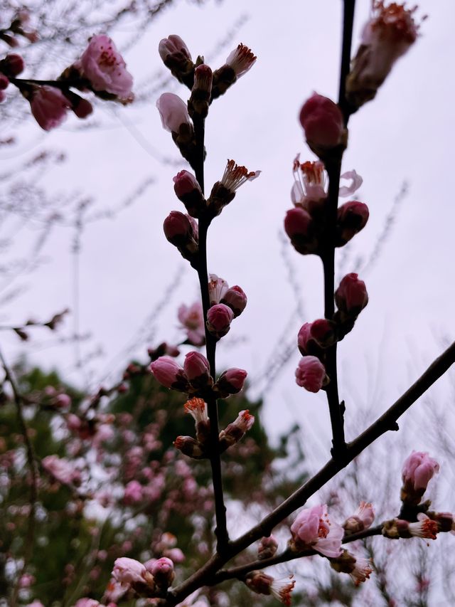 蠡園春日限定|誤入粉色櫻花仙境