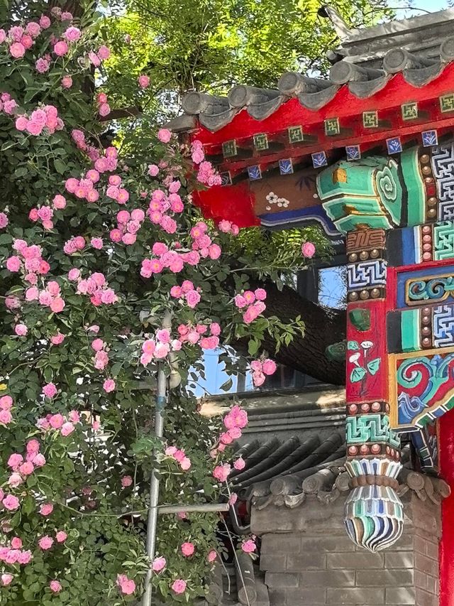 4.28實拍︱壽比胡同嘅玫瑰花上線啦