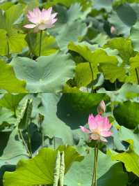 福建莆田綬溪公園，美到窒息！