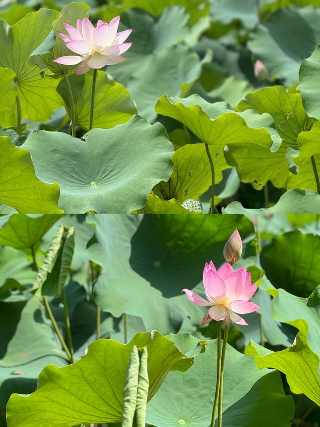 福建莆田綬溪公園，美到窒息！