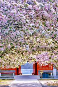 春花北京