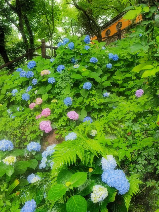 龍光寺繡球記：藏在古寺裡的無盡夏