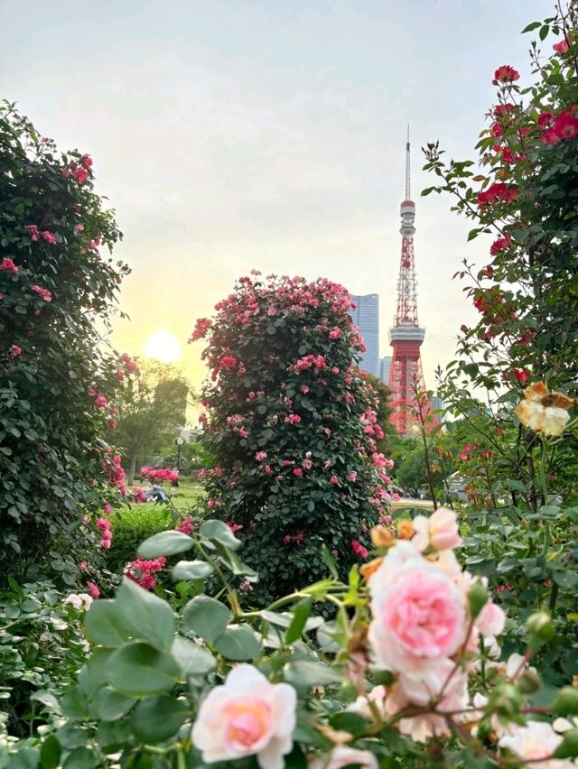 東京芝公園超詳細交通攻略，東京塔最佳打卡地 