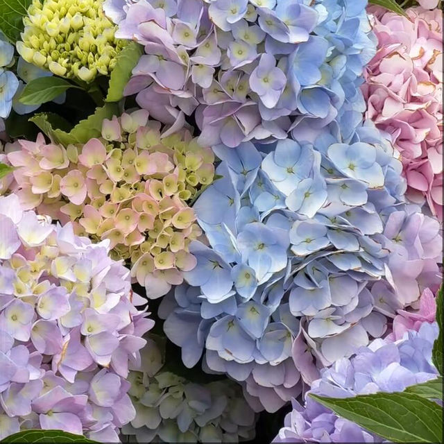 這個季節最不能錯過的公園！沒有之一😭！直接被美到跺腳～