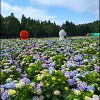這個季節最不能錯過的公園！沒有之一😭！直接被美到跺腳～