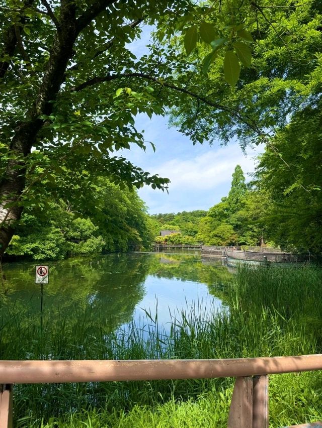 東京井之頭恩賜庭園交通全攻略：暢遊都市森林的愜意路徑 