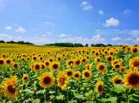 北海道北竜町 | 邂逅百萬向日葵花海🌻