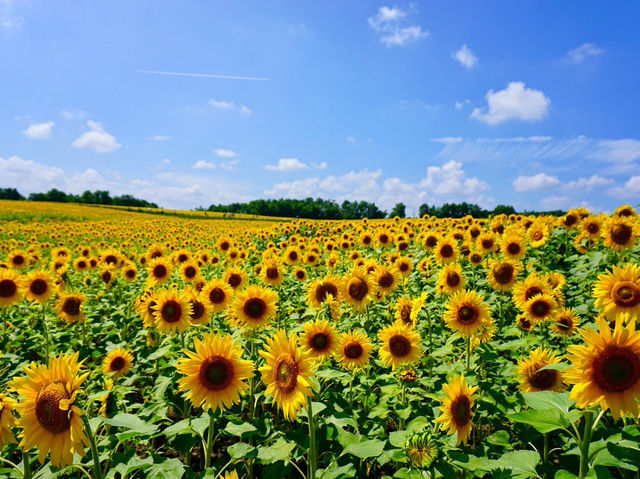 北海道北竜町 | 邂逅百萬向日葵花海🌻
