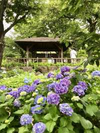 #多摩川台公園嘅繡球花