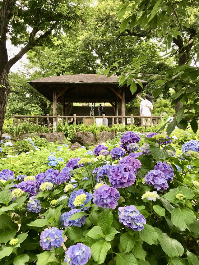 #多摩川台公園嘅繡球花