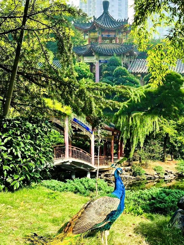 救命！喺長沙竟然隱藏住「會開屏嘅江南秘境