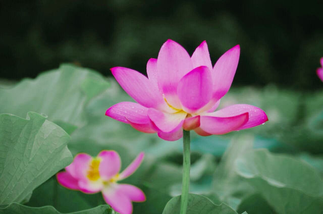桐鄉馬鳴村：荷塘秘境，古韻幽思
