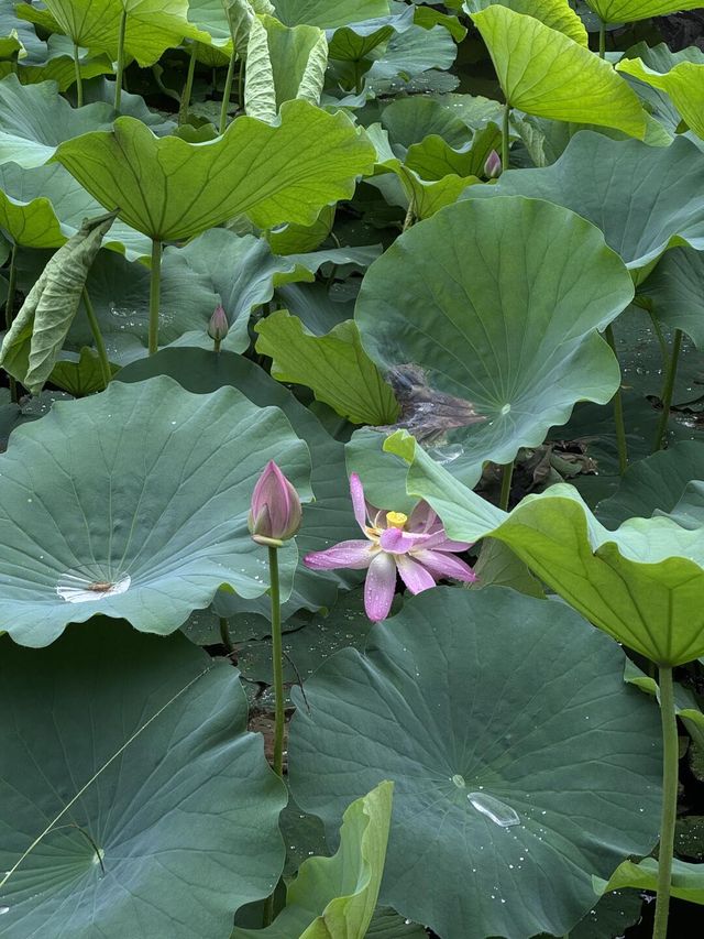 雨中漫步圓明園