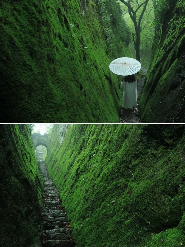 被雨聲喚醒的清晨，我住進了武夷山的雲霧水墨畫。