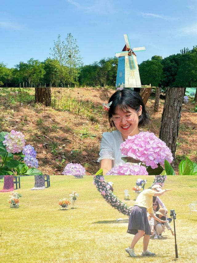 六月揚州｜繡球花海與松林氧吧嘅治癒之旅