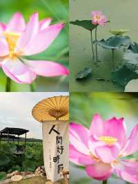 桐鄉百畝荷塘遊玩攻略