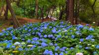 青島中山公園花溪谷