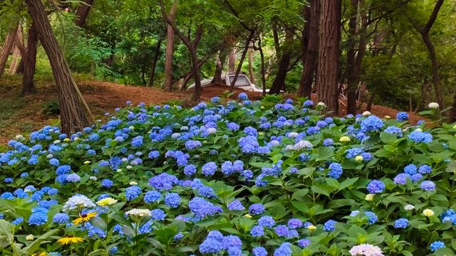青島中山公園花溪谷