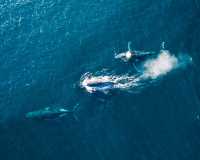 Snap Instant Live Photos on the Whale-Rich Shoreline
