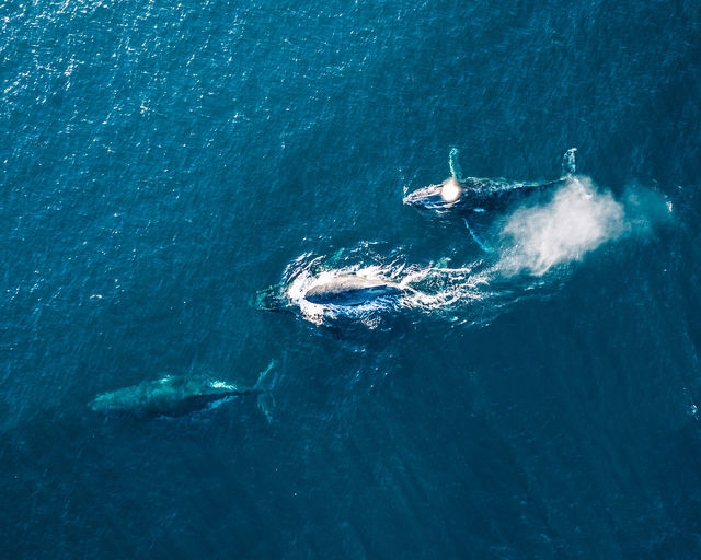 Snap Instant Live Photos on the Whale-Rich Shoreline