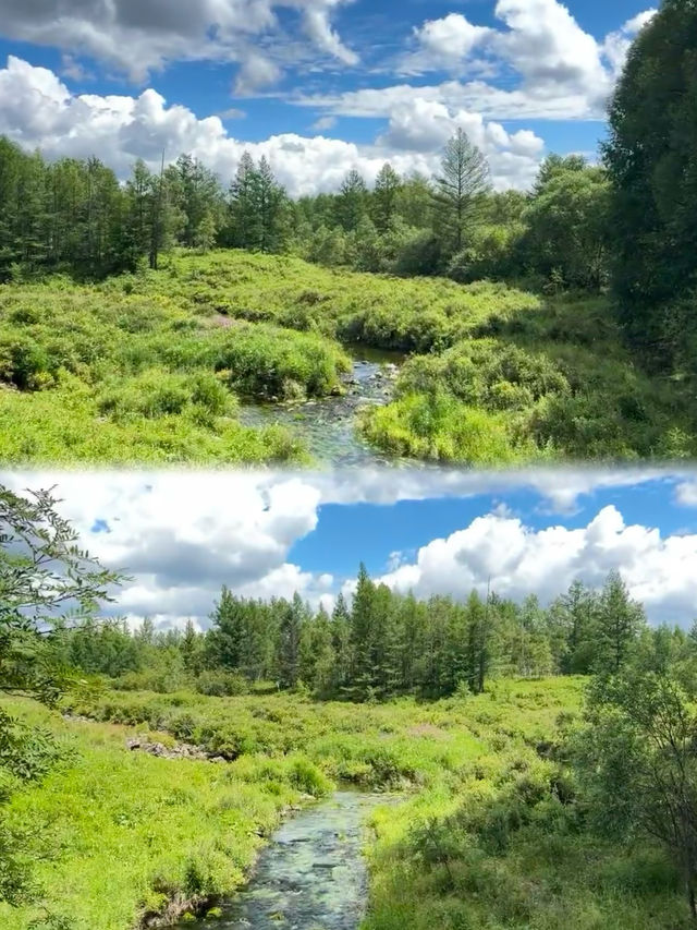 七月炎夏出走計劃！！去22°C大興安嶺森林撒野