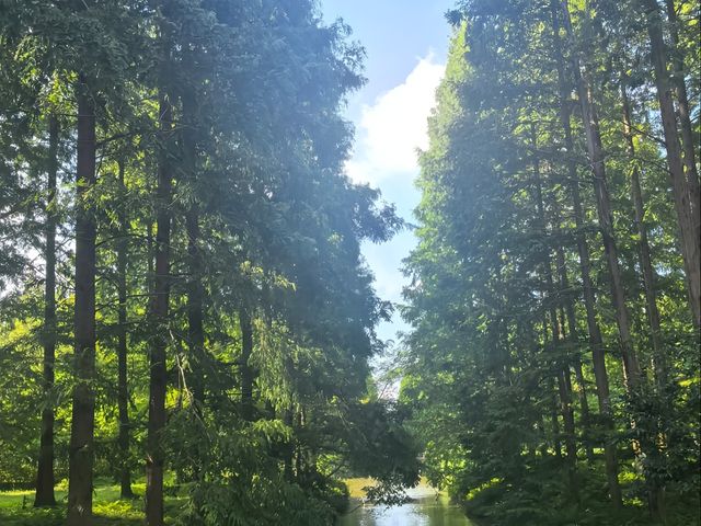 去咗4次黃海森林公園，終於玩到明晒！