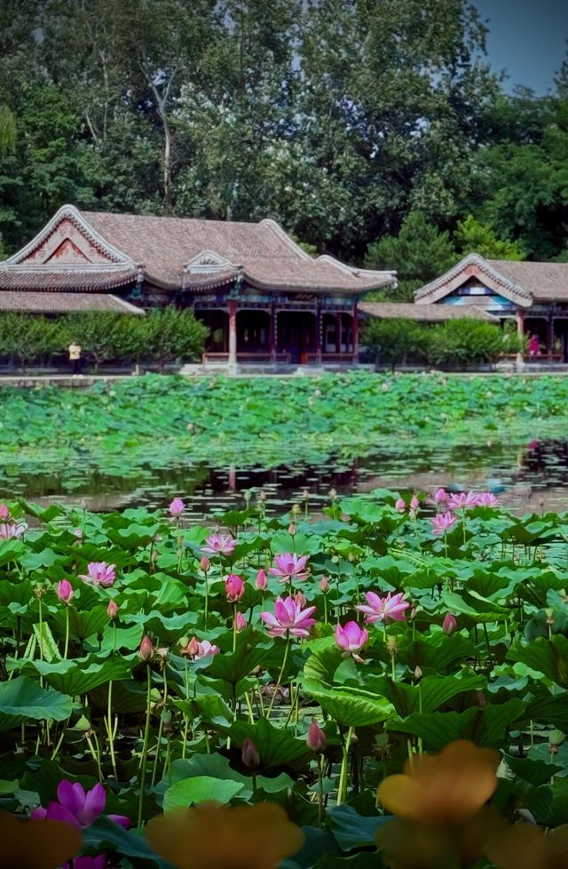 頤和園小眾秘境荷花盛開，滿塘清麗美若仙境