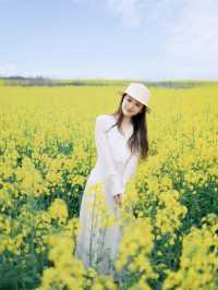 去門源油菜花海千祈唔好犯呢啲禁忌！否則後悔莫及