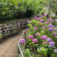 【東京賞繡球花秘地！多摩川台公園人少花又多～】