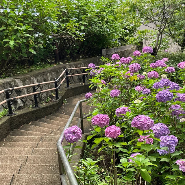 【東京賞繡球花秘地！多摩川台公園人少花又多～】