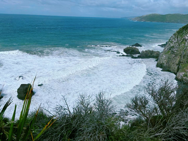 Roaring Bay遊覽攻略：探秘黃眼企鵝的隱秘棲息地