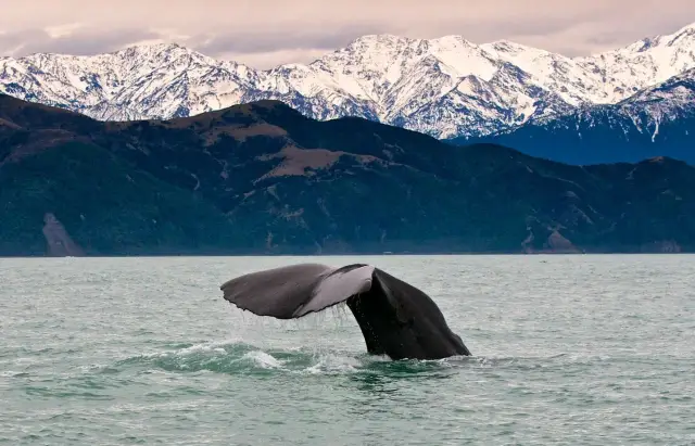 Kaikoura: New Zealand's Whale Watching Paradise