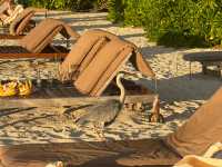 Magical Honeymoon at Lily Beach Resort