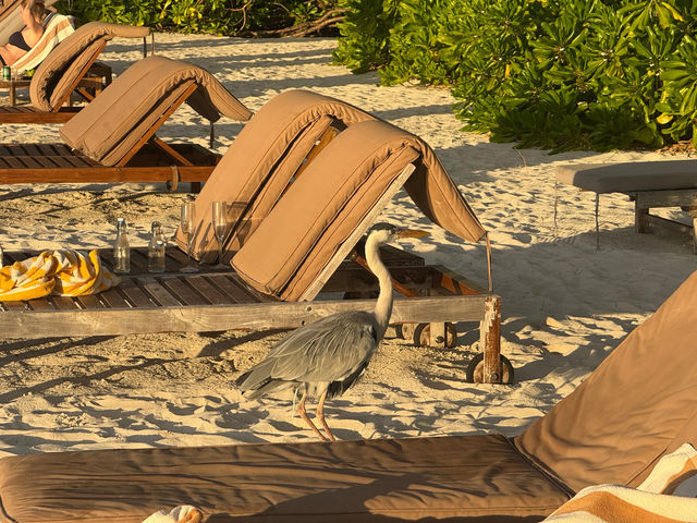 Magical Honeymoon at Lily Beach Resort
