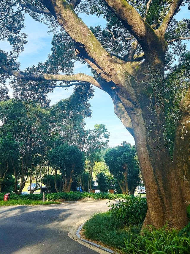 深圳公園天花板恩上濕地公園全攻略