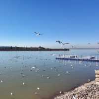 歡迎來烏海湖旅遊