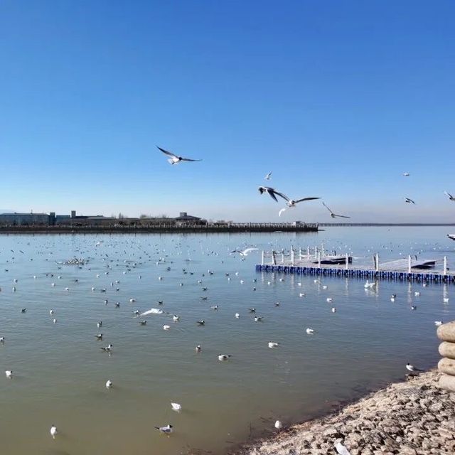 歡迎來烏海湖旅遊