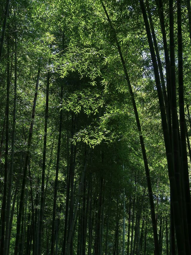溧陽南山竹海交通門票拍照攻略附地圖