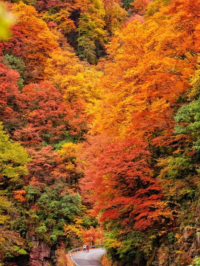 人生建議：10-11月一定要去睇光霧山！