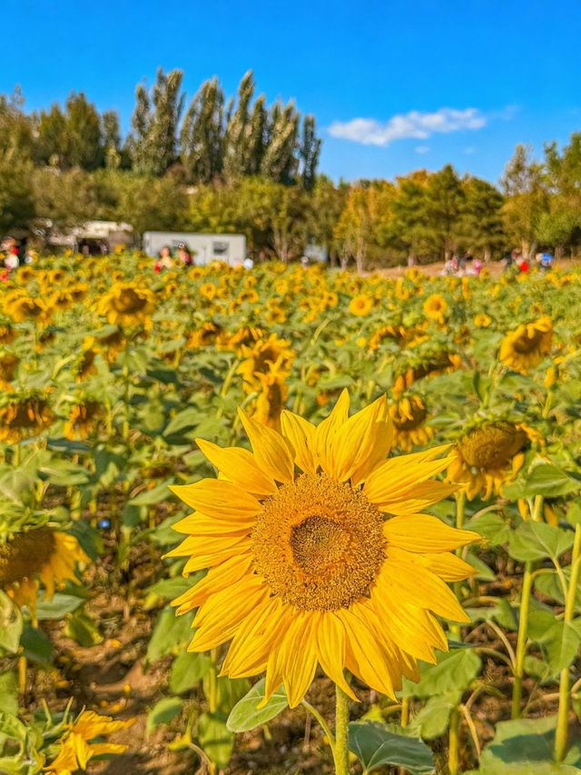 花不等人,再不來就得明年請早了~ 花不等人,再不來就得明年請早了~