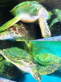 億萬年的海龜故事