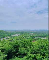 佘山森林旅遊季開啟聲音郵局